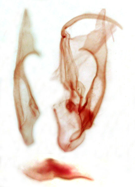 /filer/webapps/moths/media/images/C/coniodes_Rhynchina_GMHT_TMSA_7820.jpg
