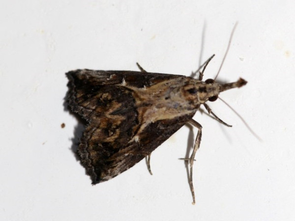 /filer/webapps/moths/media/images/C/coniodes_Zekelita_A_Grimm.jpg