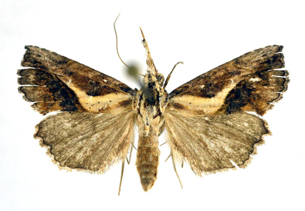 /filer/webapps/moths/media/images/C/coniodes_Zekelita_A_NHMO.jpg