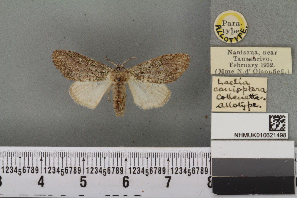 /filer/webapps/moths/media/images/C/conioptera_Laelia_AT_BMNHa.jpg