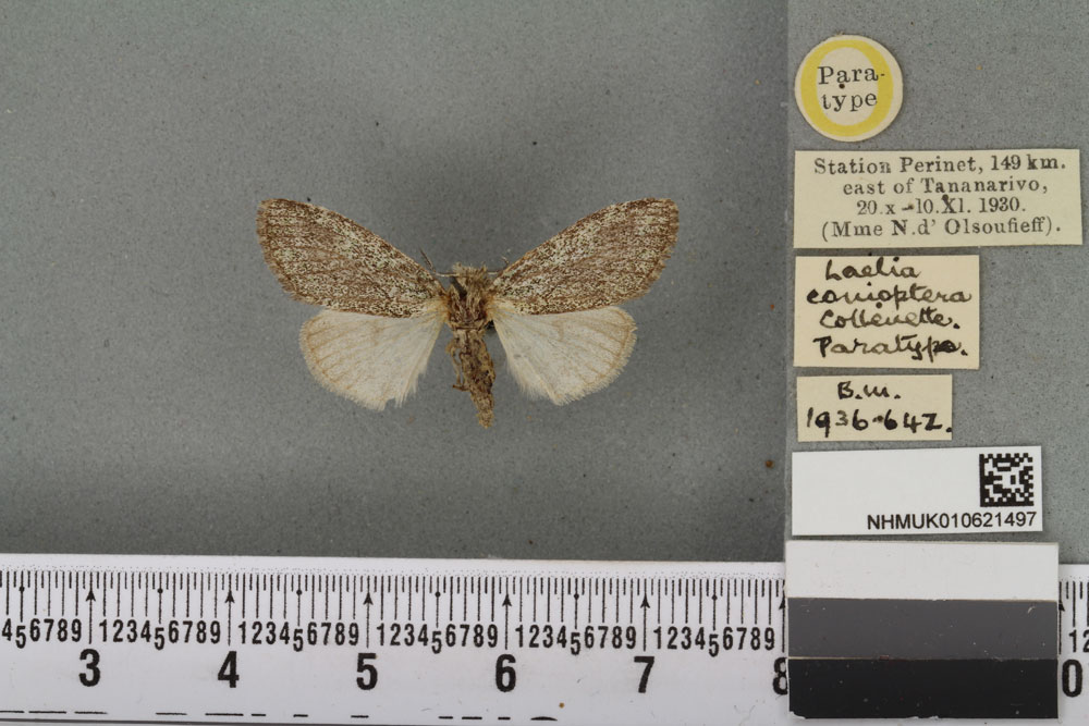 /filer/webapps/moths/media/images/C/conioptera_Laelia_PTF_BMNHa.jpg