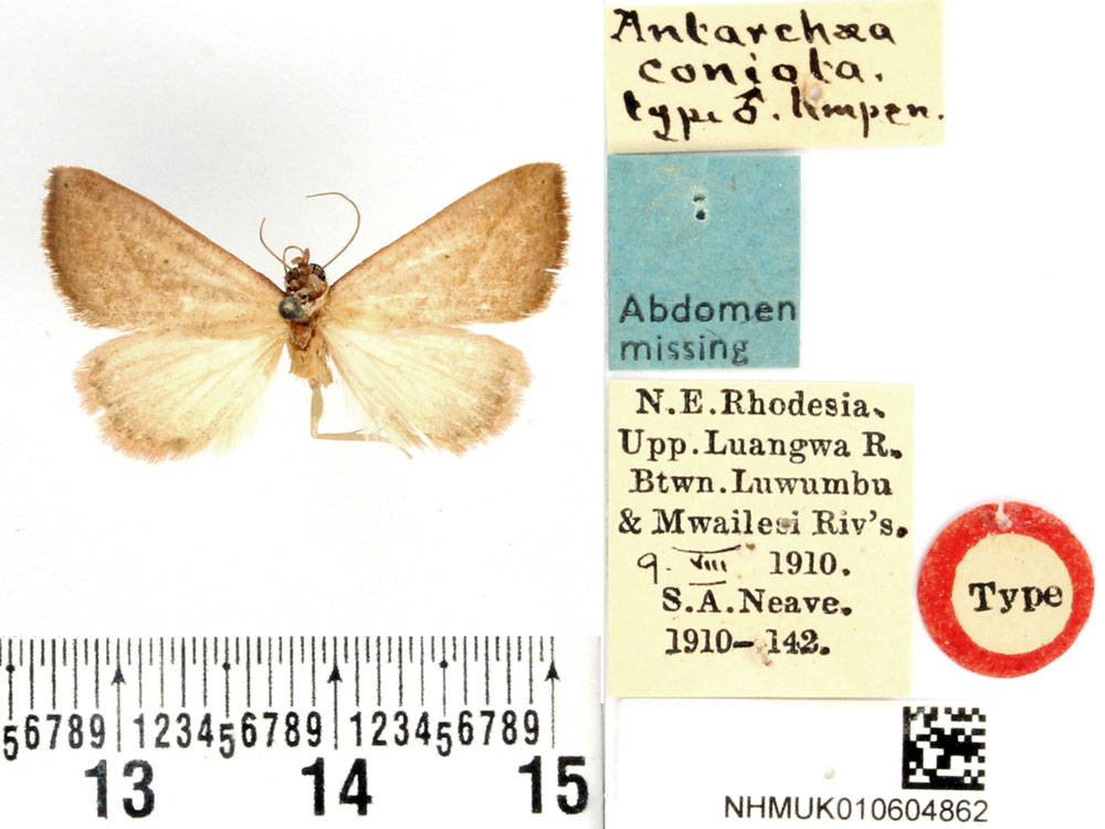 /filer/webapps/moths/media/images/C/coniota_Antarchaea_HT_BMNH.jpg