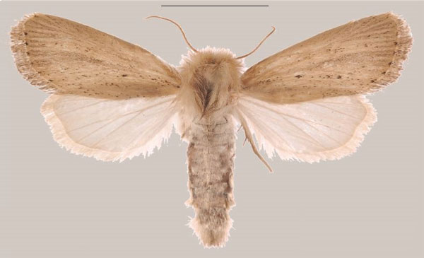 /filer/webapps/moths/media/images/C/coniota_Sesamia_AF_MNHNa.jpg