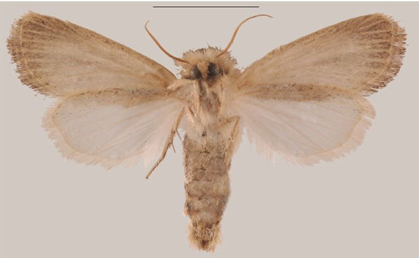 /filer/webapps/moths/media/images/C/coniota_Sesamia_AF_MNHNb.jpg
