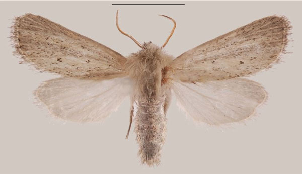 /filer/webapps/moths/media/images/C/coniota_Sesamia_AM_MNHNa.jpg