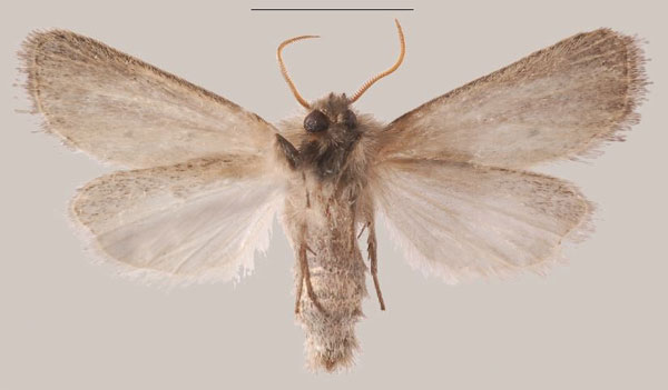 /filer/webapps/moths/media/images/C/coniota_Sesamia_AM_MNHNb.jpg