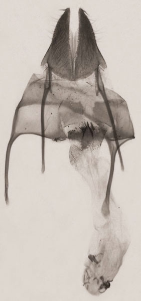 /filer/webapps/moths/media/images/C/coniota_Sesamia_GF_MNHN_853.jpg