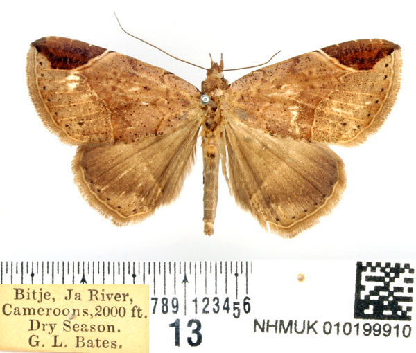 /filer/webapps/moths/media/images/C/conisema_Mecodopsis_AM_BMNH.jpg