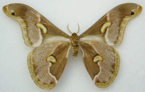 /filer/webapps/moths/media/images/C/conjuncta_Drepanoptera_HT_NHMUKb.jpg