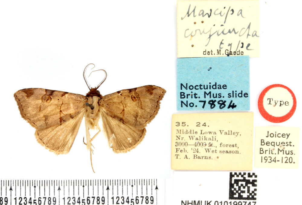 /filer/webapps/moths/media/images/C/conjuncta_Marcipa_HT_BMNH.jpg
