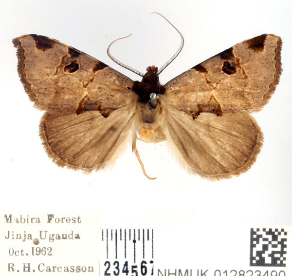 /filer/webapps/moths/media/images/C/conjuncta_Marcipalina_AM_BMNH.jpg