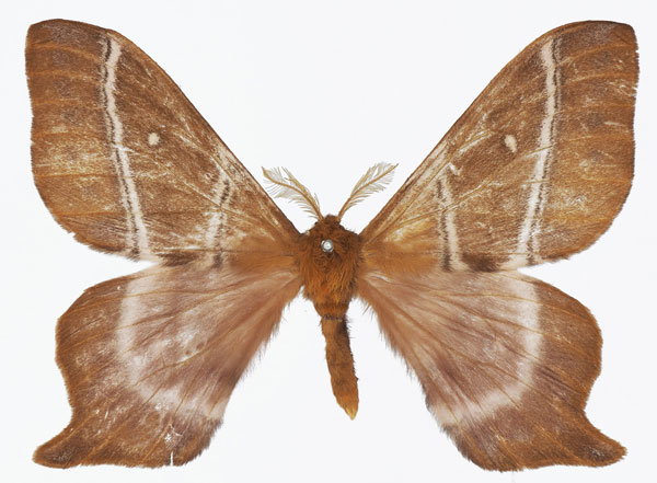 /filer/webapps/moths/media/images/C/conjuncta_Urota_AM_Basquina.jpg