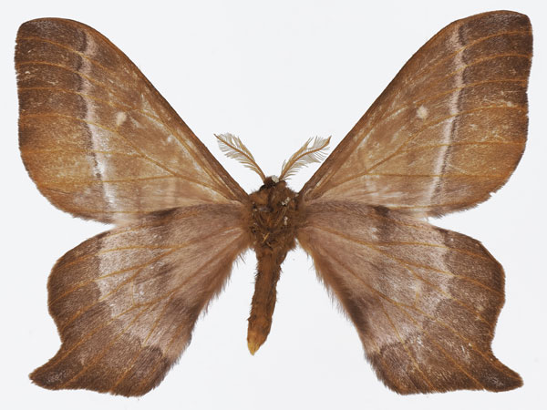 /filer/webapps/moths/media/images/C/conjuncta_Urota_AM_Basquinb.jpg