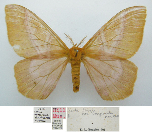 /filer/webapps/moths/media/images/C/conjuncta_Urota_HT_NHMUKa.jpg