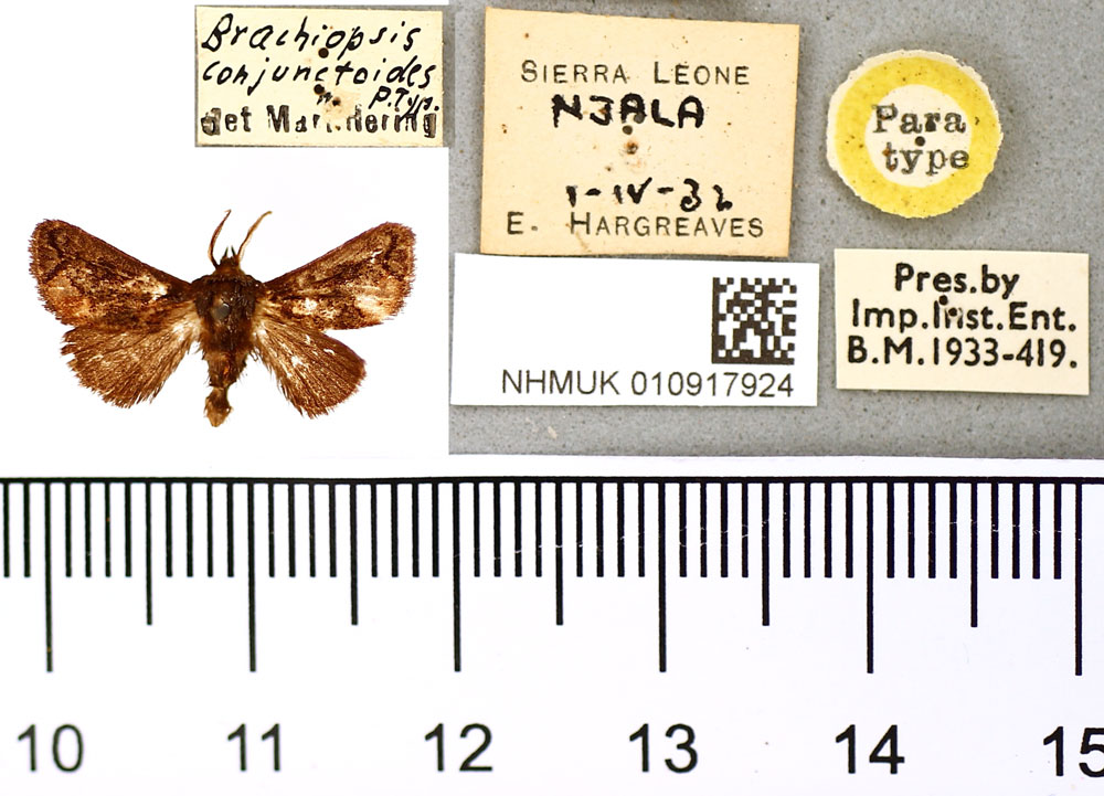 /filer/webapps/moths/media/images/C/conjunctoides_Brachiopsis_PT_BMNH.jpg