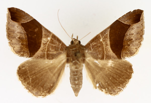 /filer/webapps/moths/media/images/C/conjunctura_Bastilla_AF_TMSA_01.jpg