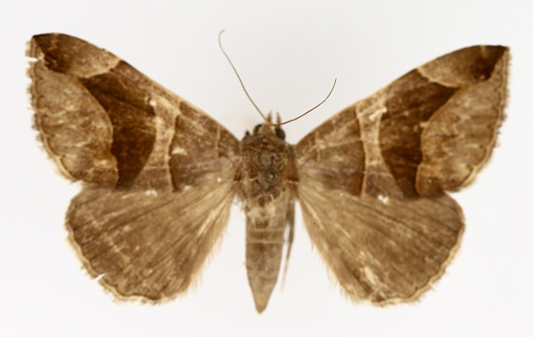 /filer/webapps/moths/media/images/C/conjunctura_Bastilla_AF_TMSA_02.jpg