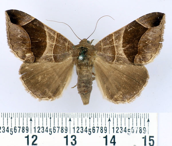 /filer/webapps/moths/media/images/C/conjunctura_Bastilla_AM_BMNH.jpg