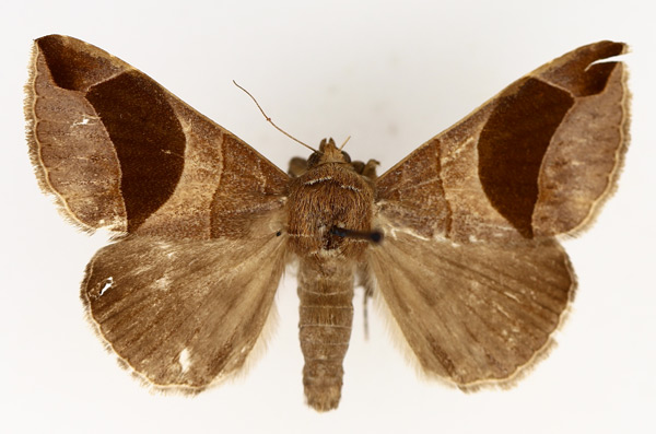 /filer/webapps/moths/media/images/C/conjunctura_Bastilla_AM_TMSA_01.jpg