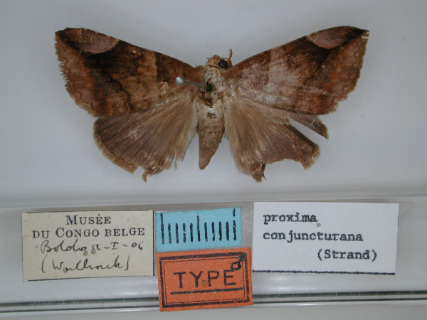 /filer/webapps/moths/media/images/C/conjuncturana_Dysgonia_HT_RMCA_01.jpg