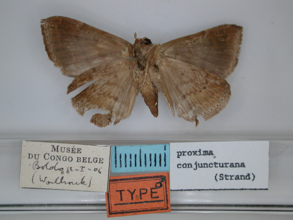 /filer/webapps/moths/media/images/C/conjuncturana_Dysgonia_HT_RMCA_02.jpg