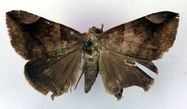 /filer/webapps/moths/media/images/C/conjuncturana_Dysgonia_HT_RMCA_03.jpg