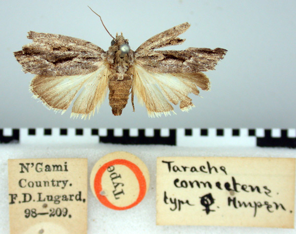 /filer/webapps/moths/media/images/C/connectens_Tarache_HT_BMNH.jpg