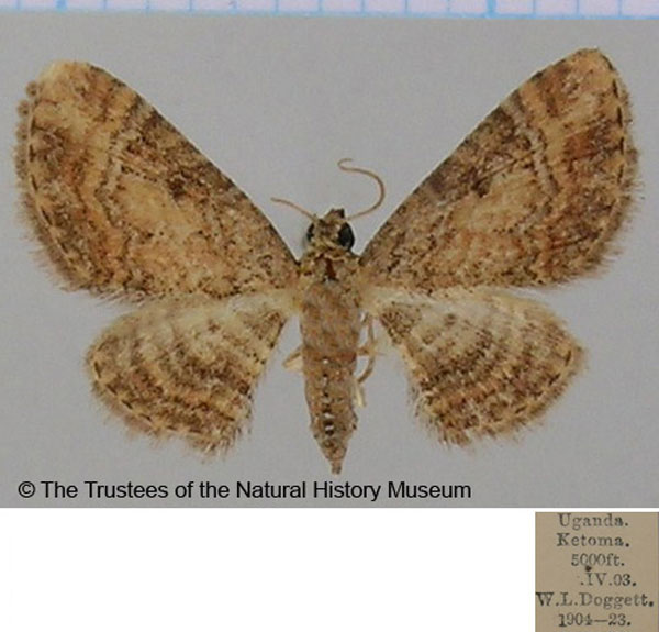 /filer/webapps/moths/media/images/C/connexa_Eupithecia_AF_BMNH.jpg