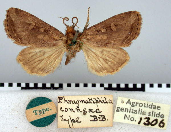 /filer/webapps/moths/media/images/C/connexa_Phragmatiphila_HT_BMNH.jpg
