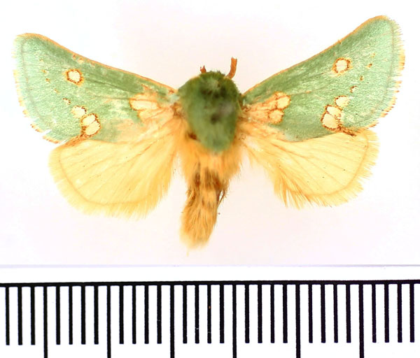 /filer/webapps/moths/media/images/C/connexa_Taeda_AM_BMNH.jpg