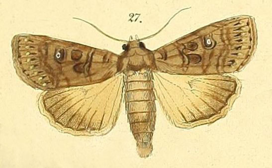 /filer/webapps/moths/media/images/C/connivens_Feliniopsis_Felder_109_27.jpg