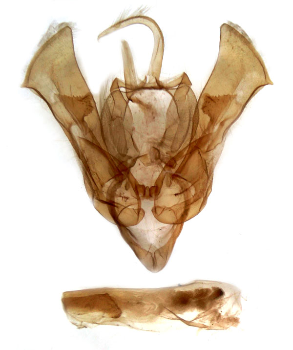 /filer/webapps/moths/media/images/C/connivens_Feliniopsis_GM_MSNM_Berio5529.jpg