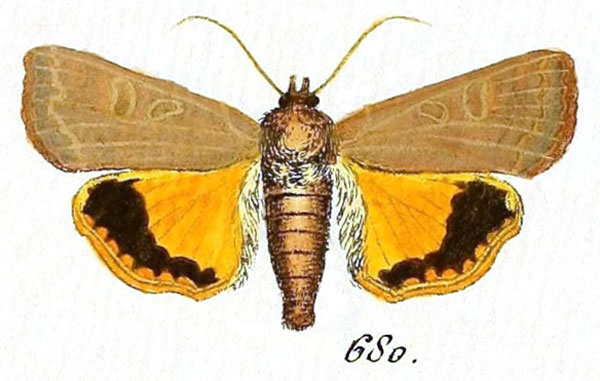 /filer/webapps/moths/media/images/C/connuba_Noctua_Hubner_680.jpg