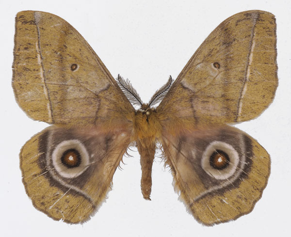/filer/webapps/moths/media/images/C/conradsi_Gonimbrasia_AM_Basquin.jpg