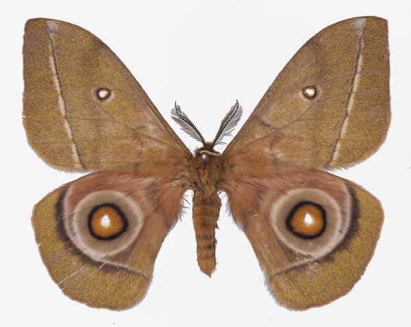 /filer/webapps/moths/media/images/C/conradsi_Gonimbrasia_AM_Basquina.jpg