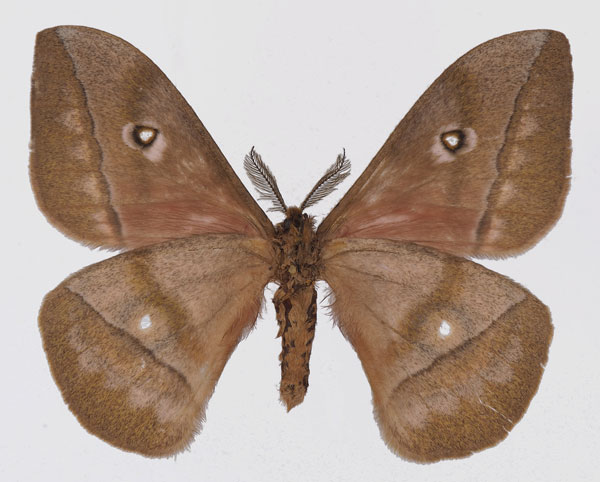 /filer/webapps/moths/media/images/C/conradsi_Gonimbrasia_AM_Basquinb.jpg