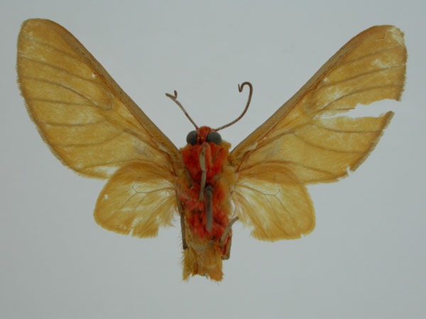 /filer/webapps/moths/media/images/C/conradti_Balacra_ST_BMNH_02.jpg