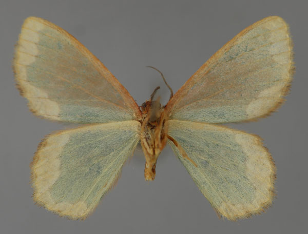/filer/webapps/moths/media/images/C/conradti_Heterorachis_A_ZSM_02.jpg