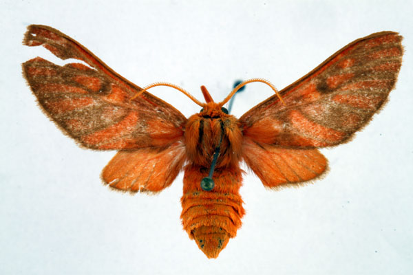 /filer/webapps/moths/media/images/C/conradti_Rhipidarctia_AF_Ochse.jpg