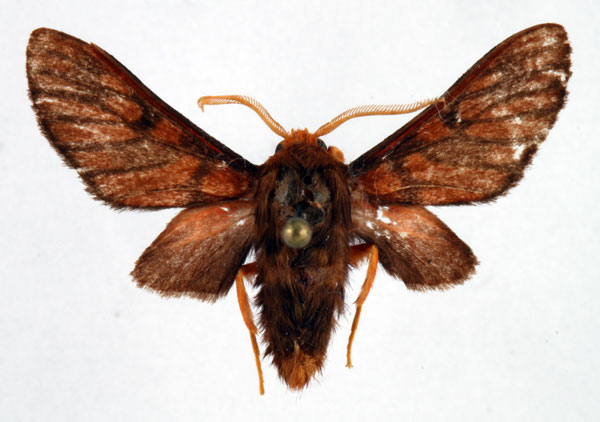 /filer/webapps/moths/media/images/C/conradti_Rhipidarctia_AM_Ochse.jpg