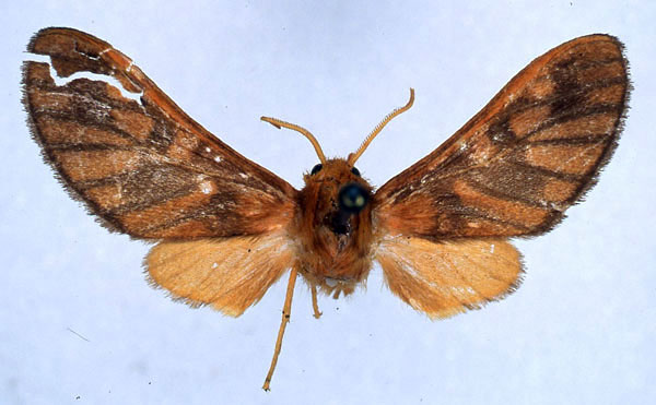 /filer/webapps/moths/media/images/C/conradti_Rhipidarctia_HT_BMNH_01.jpg