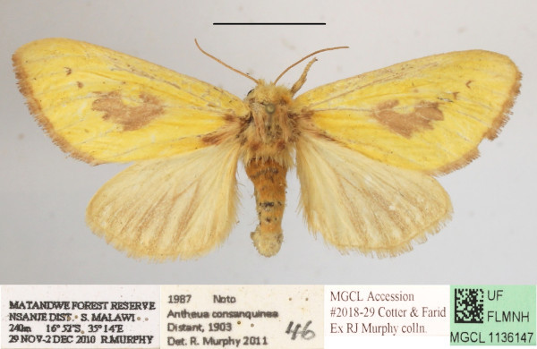 /filer/webapps/moths/media/images/C/consanguina_Antheua_A_MGCLa_01.JPG
