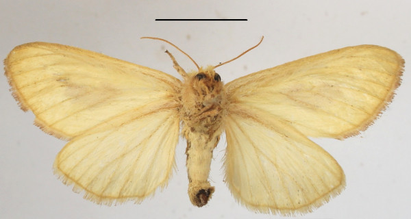/filer/webapps/moths/media/images/C/consanguina_Antheua_A_MGCLb_01.JPG