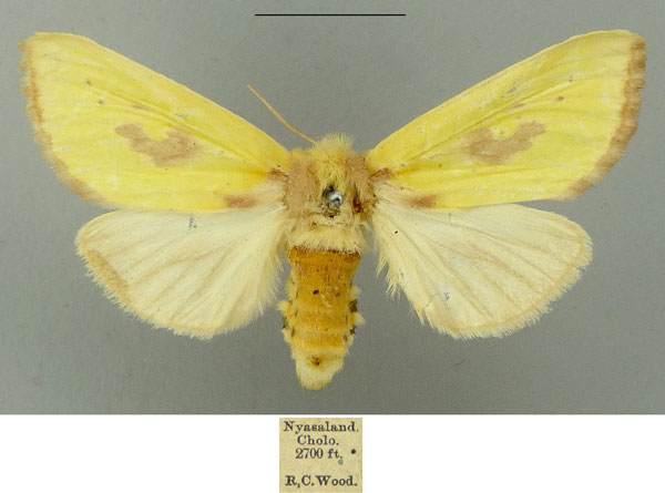 /filer/webapps/moths/media/images/C/consanguinea_Antheua_AF_CMNH.jpg