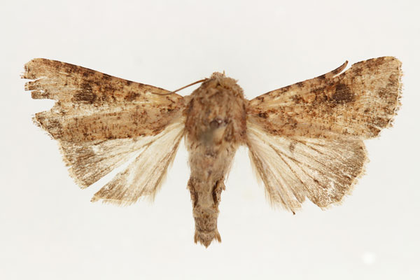 /filer/webapps/moths/media/images/C/consanguis_Aletia_AM_RMCA.jpg