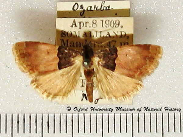/filer/webapps/moths/media/images/C/consanguis_Ozarba_A_OUMNH_01.jpg