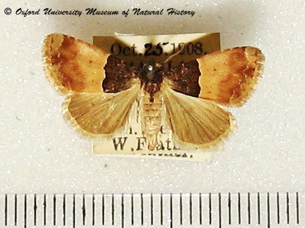 /filer/webapps/moths/media/images/C/consanguis_Ozarba_A_OUMNH_02.jpg