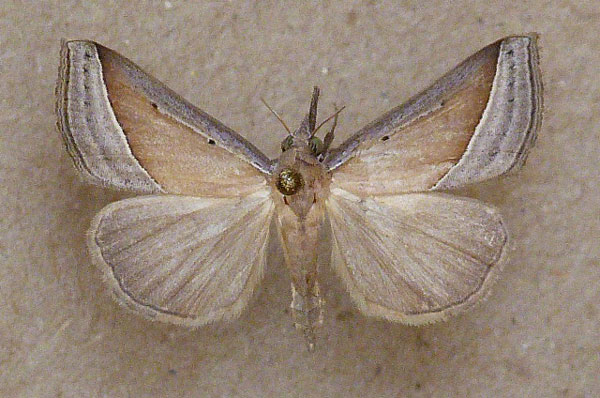 /filer/webapps/moths/media/images/C/conscitalis_Hypena_A_Butler.jpg