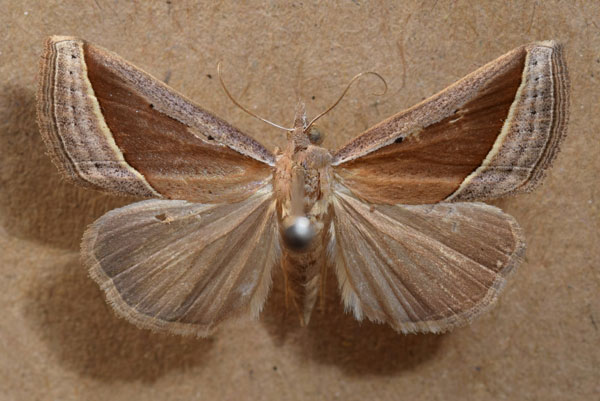 /filer/webapps/moths/media/images/C/conscitalis_Hypena_A_Butler_02.jpg