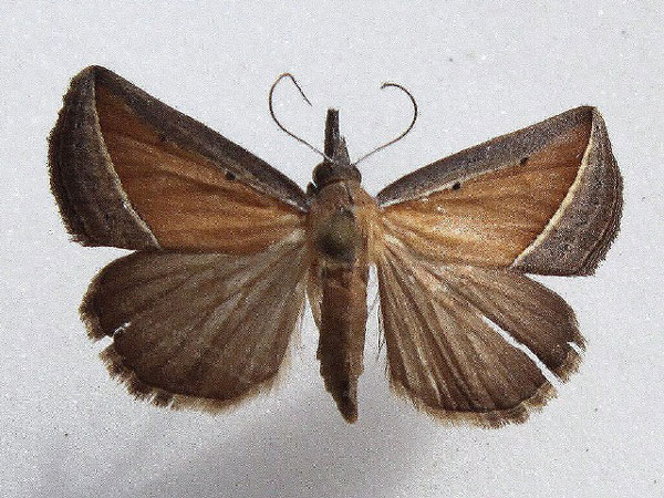 /filer/webapps/moths/media/images/C/conscitalis_Hypena_A_Goff.jpg